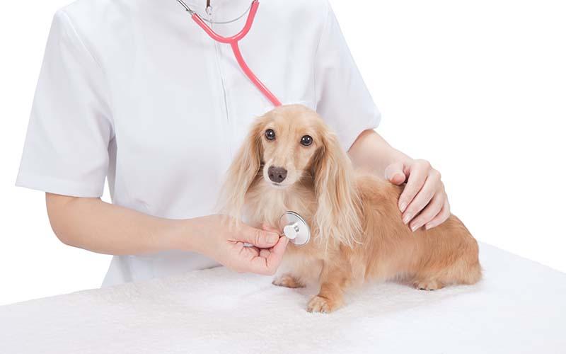 犬の肺水腫の症状と原因、治療法について
