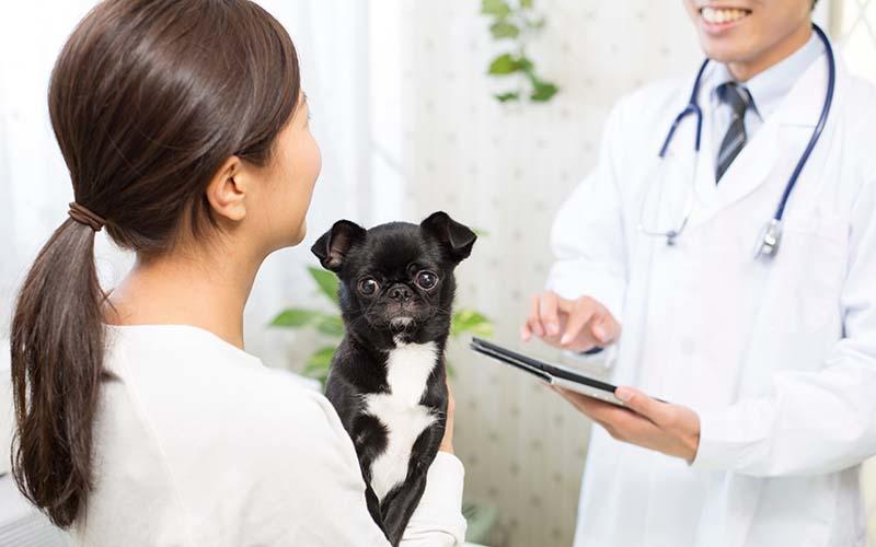 犬の肺水腫の症状と原因、治療法について