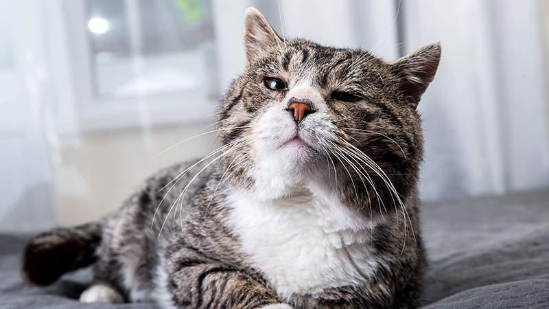 猫の認知症の症状と原因、治療法について | ペット保険のPS保険