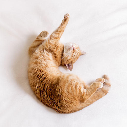 猫のまたたびページ cat_daily_life_matatabi_1_1.jpg