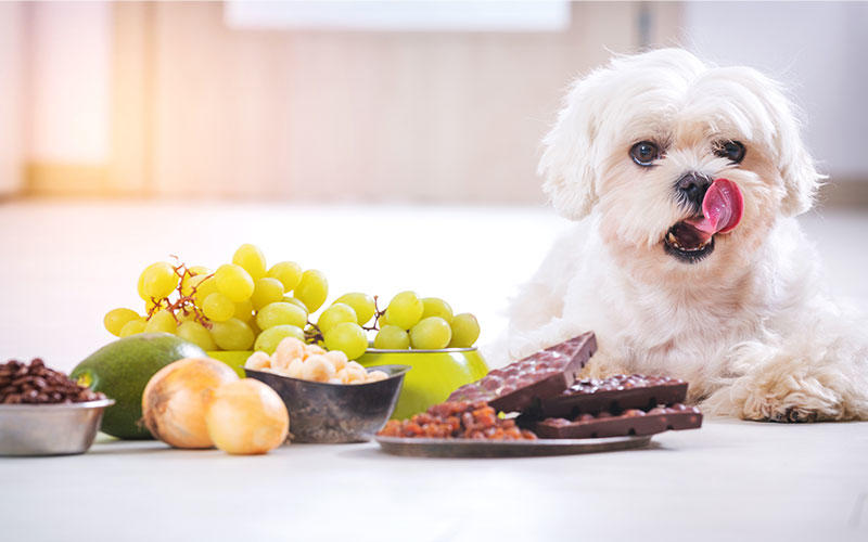 犬が食べてはいけない危険な食べ物とは？