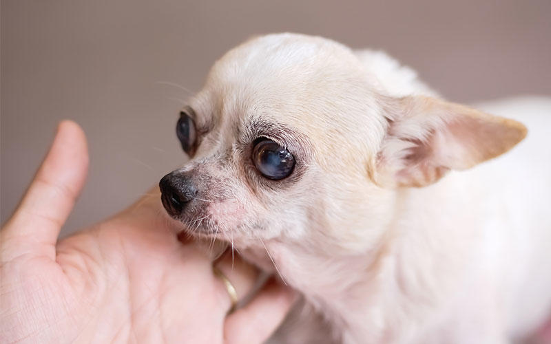 犬の進行性網膜萎縮症の症状と原因、治療法について