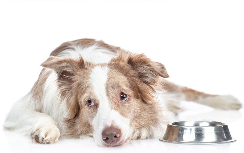 犬の巨大食道症（食道拡張症）の症状と原因、治療法について