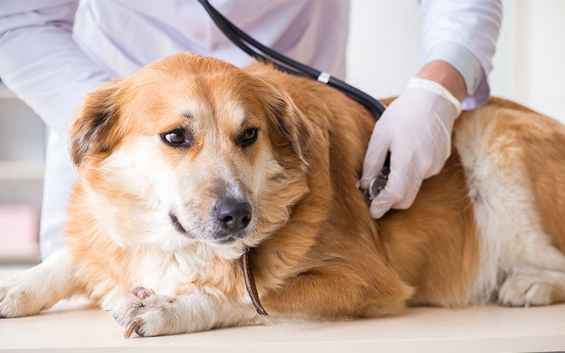 犬の胆石症の症状と原因、治療法について