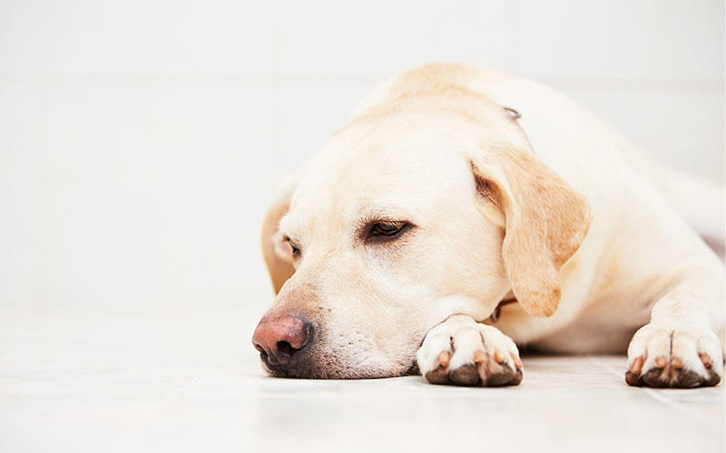 犬の膵炎の症状と原因、治療法について