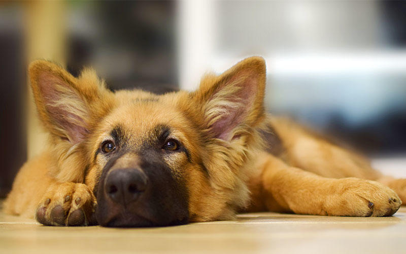 犬の全身性エリテマトーデスの症状と原因、治療法について