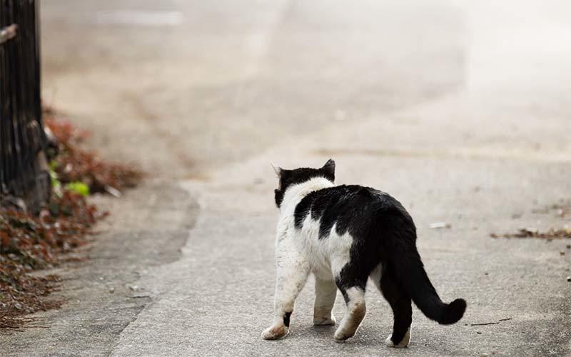 猫の骨折の症状と原因、治療法について