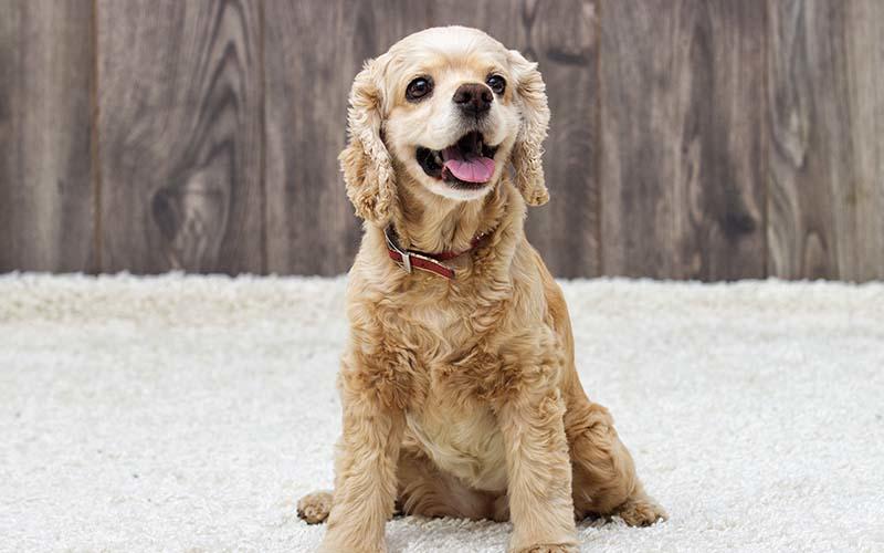 犬の横隔膜ヘルニアの症状と原因、治療法について