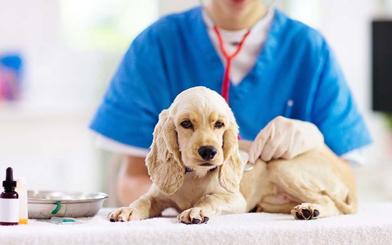 犬の横隔膜ヘルニアの症状と原因、治療法について