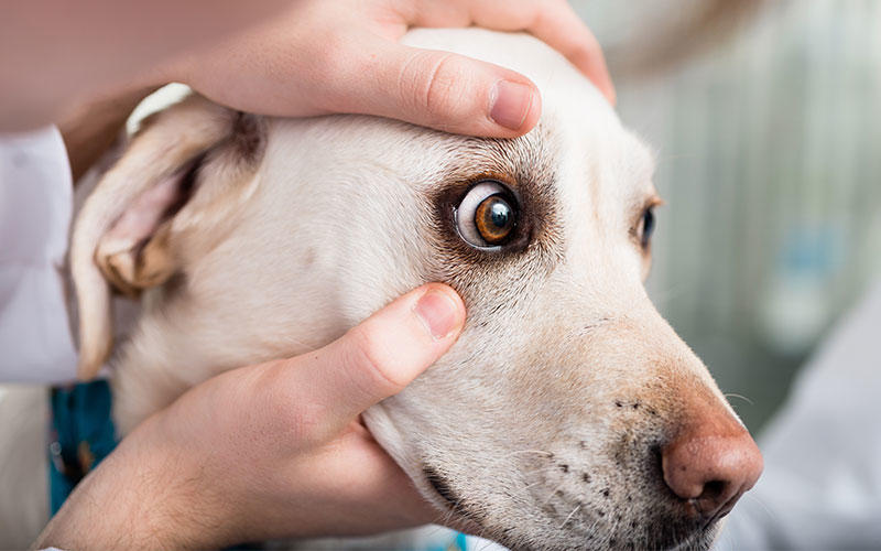 犬の角膜炎の症状と原因、治療法について