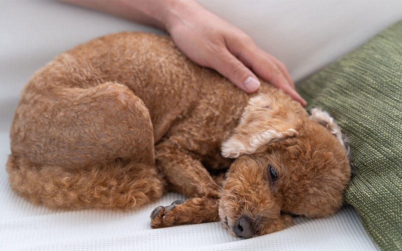 犬の慢性膵炎の症状と原因、治療法について