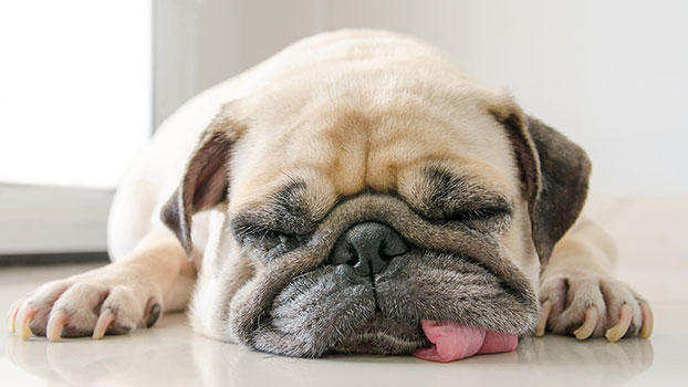 犬の短頭種気道症候群の症状と原因、治療法について | ペット