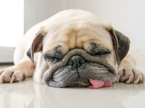 dog-case028_4_3.jpg