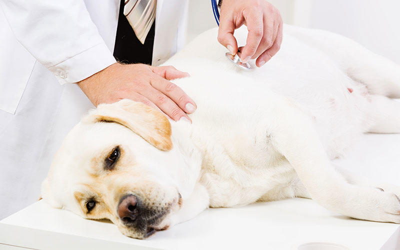 犬の骨肉種の症状と原因、治療法について