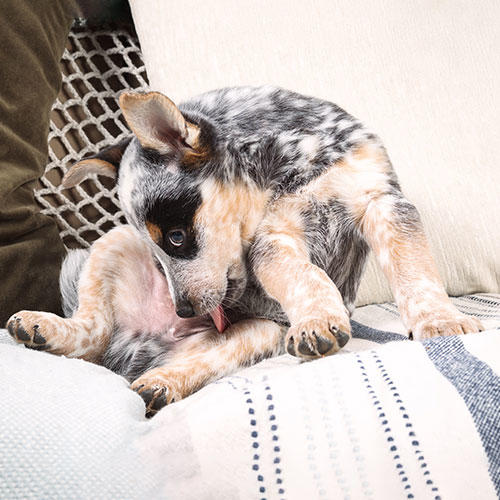 犬のシスチン尿石症の症状と原因、治療法について | ペット保険