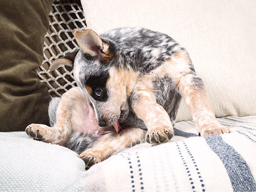 dog-case073_4_3.jpg