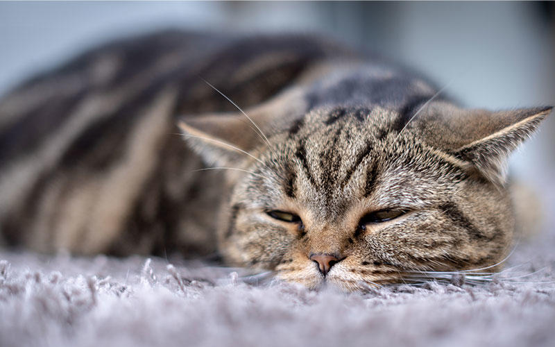 猫の食道炎の症状と原因、治療法について