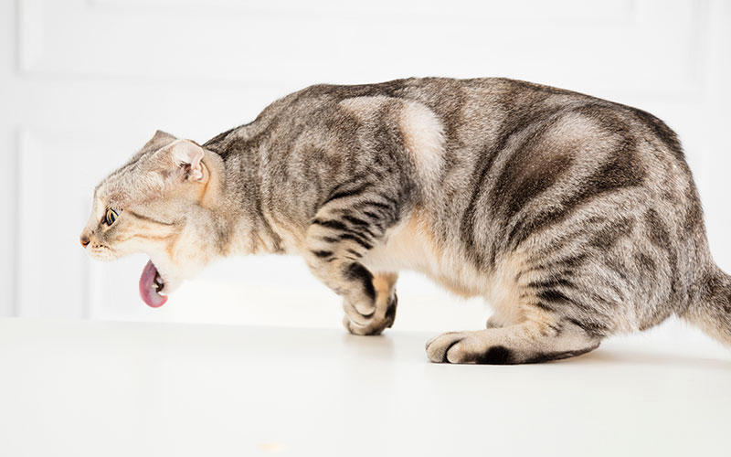 猫の巨大食道症（食道拡張症）の症状と原因、治療法について