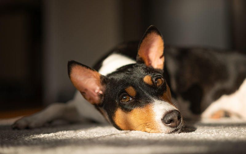 犬のファンコーニ貧血症候群の症状と原因、治療法について