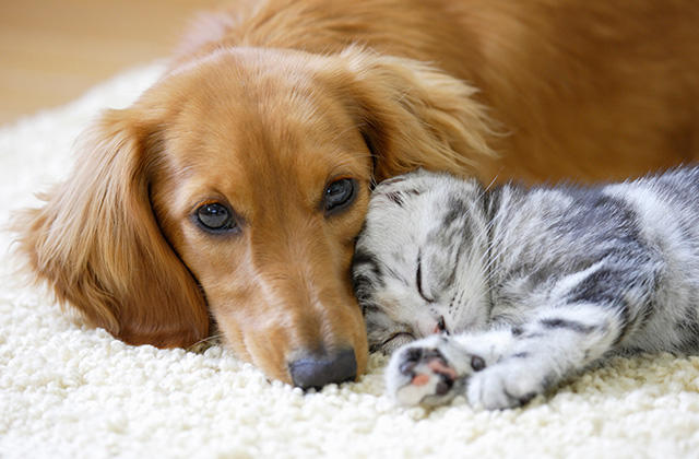 【2025年最新】ペット保険の加入率は約20%！犬と猫それぞれの加入率についても解説