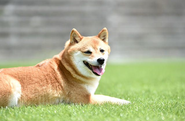 犬のペット保険加入率は「約24%」
