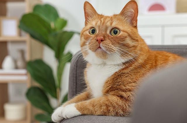 猫のペット保険加入率は「約18%」
