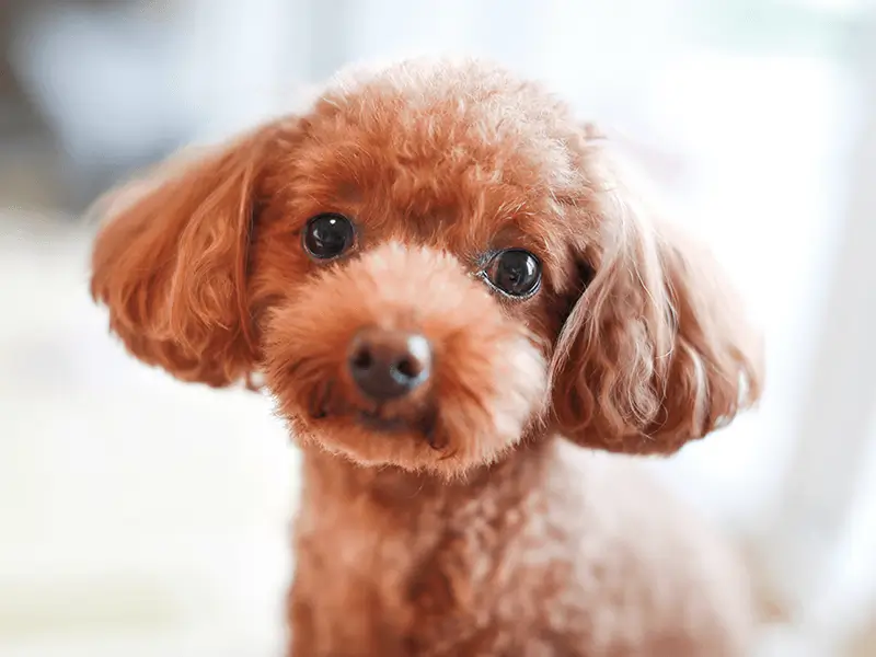 トイ・プードルの写真