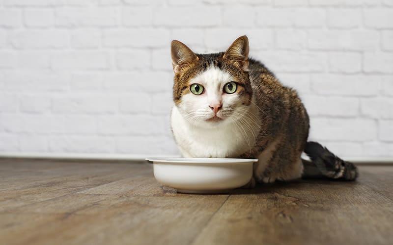 猫の下痢を予防するには?