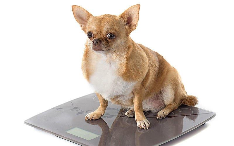 犬が太る、肥満になる原因とは?病院に連れて行くべき症状を獣医が解説