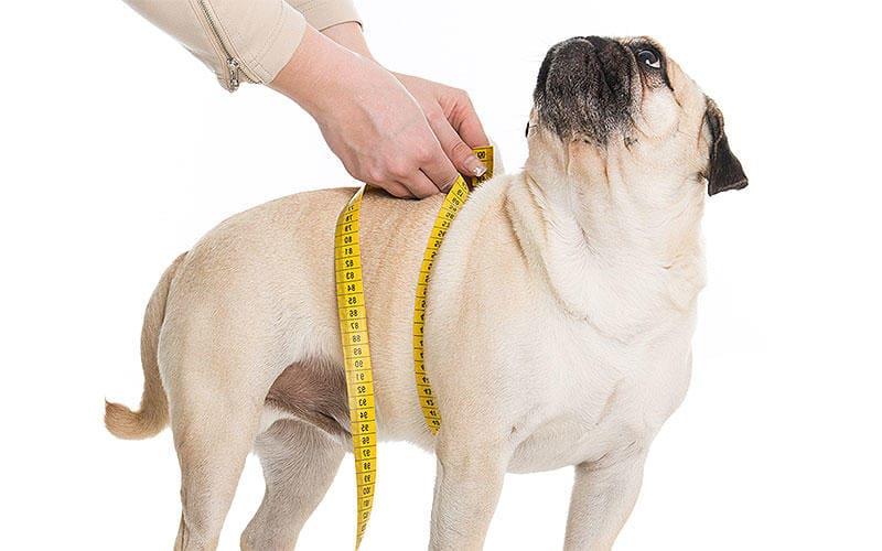 犬はなぜ太るのか?犬の肥満の原因を解説