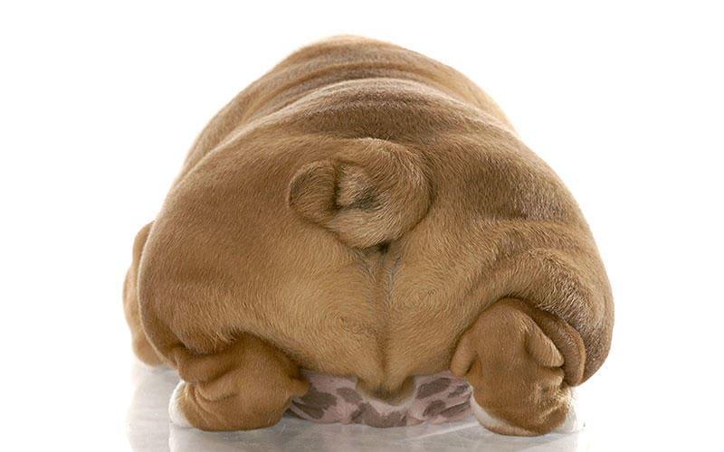 犬が肥満になる原因として考えられる病気とは?