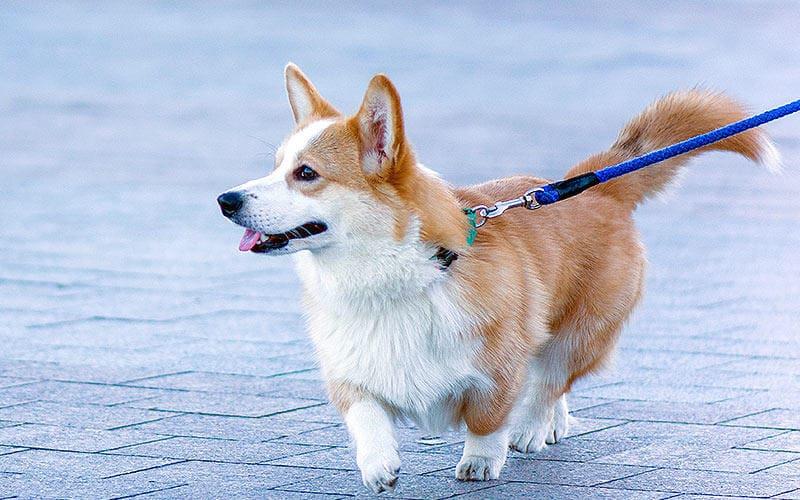 犬の肥満の対処法