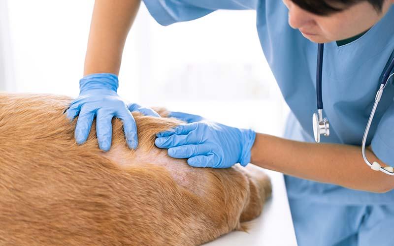 犬のマラセチア皮膚炎の症状と原因、治療法について