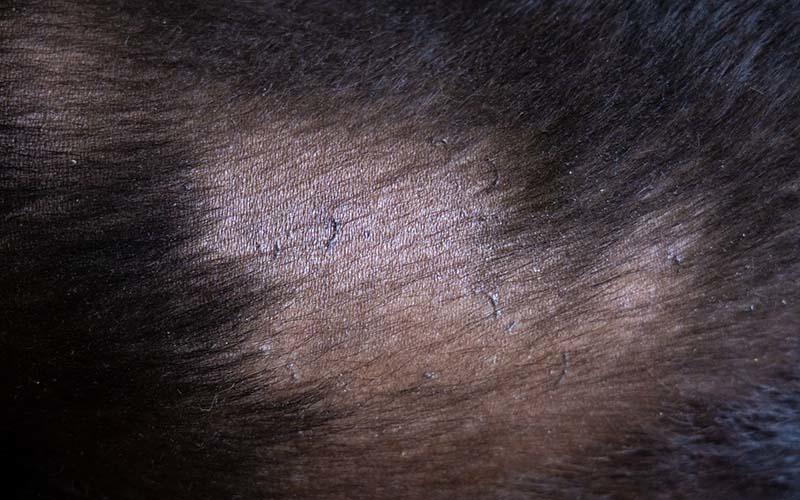 犬のマラセチア皮膚炎の症状と原因、治療法について