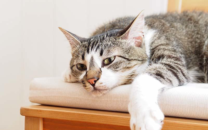 猫の低血糖症の症状と原因、治療法について