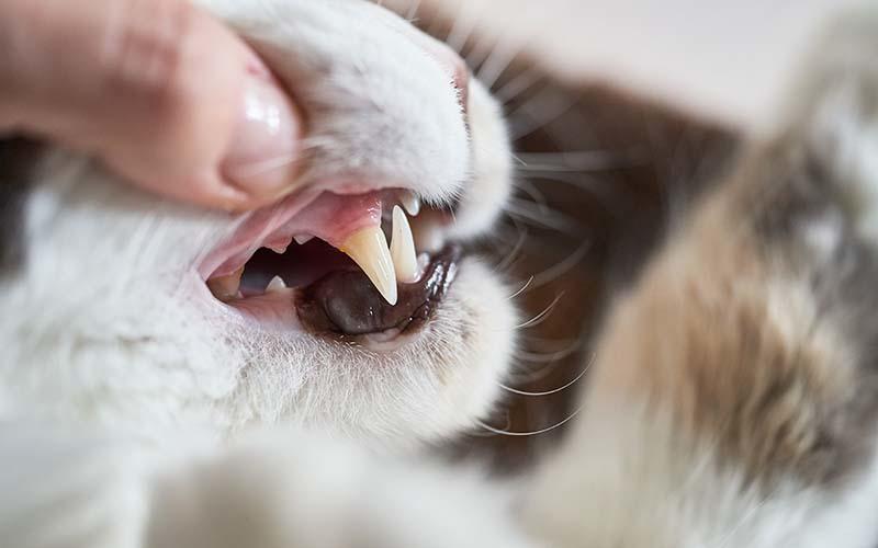 猫の歯槽膿漏の症状と原因、治療法について