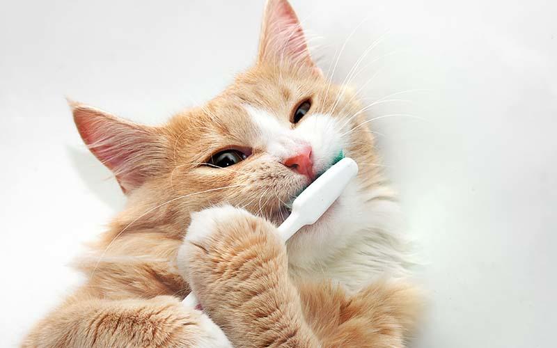 猫の歯槽膿漏の症状と原因、治療法について