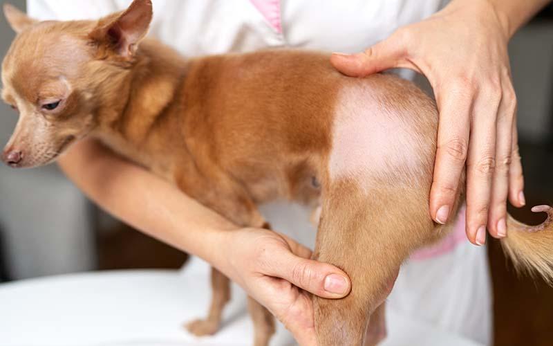犬の脱毛症の症状と原因、予防法について