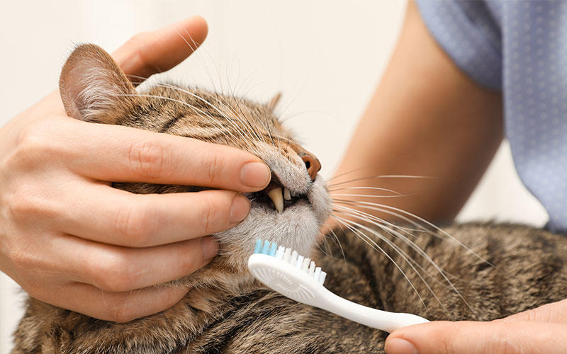 猫の歯磨きの目的