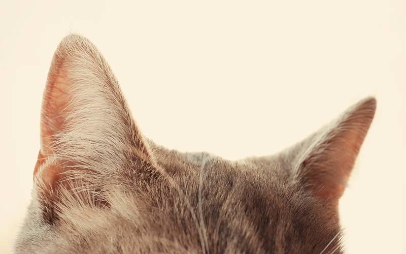 猫の外耳炎の症状と原因、治療法について