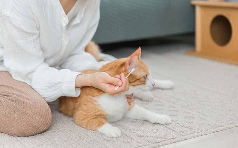 猫の外耳炎の症状と原因、治療法について