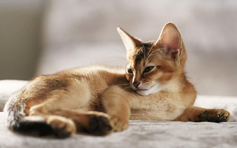 猫の拡張型心筋症の症状と原因、治療法について